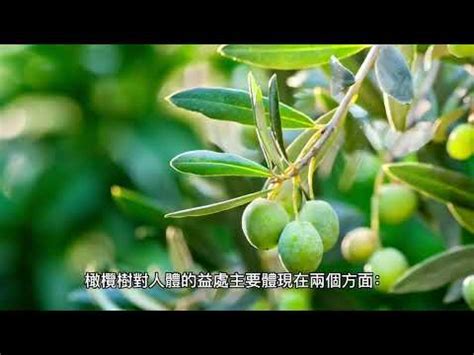 橄欖樹風水|【橄欖樹風水】確定橄欖樹到你家，風水加持橄欖樹快種起來！